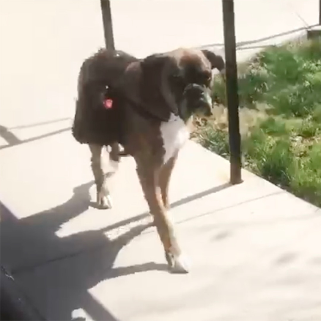 This Maryland Dog Named Soda Practices Social Distancing While Delivering Wine E Online Ca